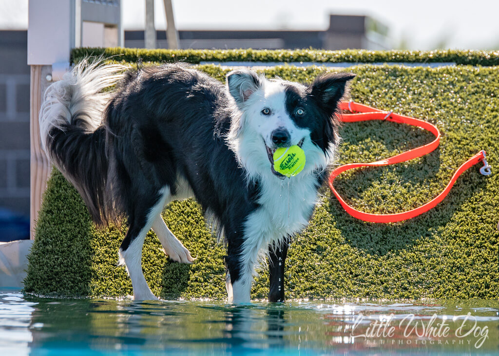 Border collie in the pool with ball in her mouth