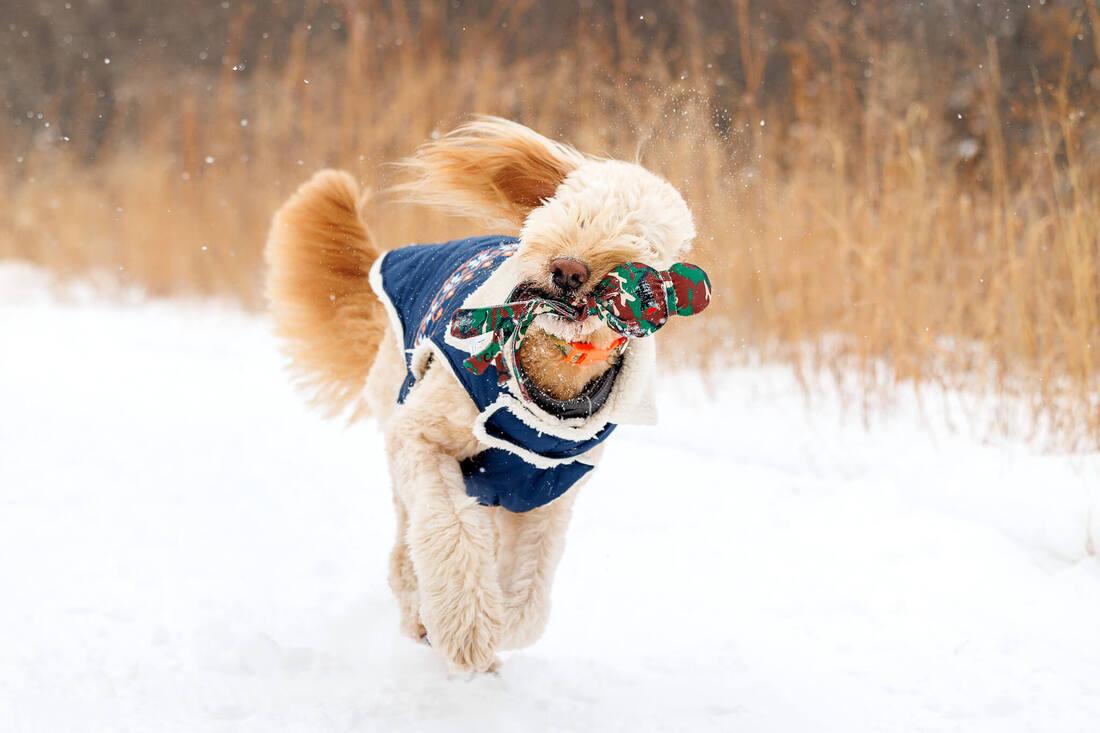 Golden doodle running through snow with toy