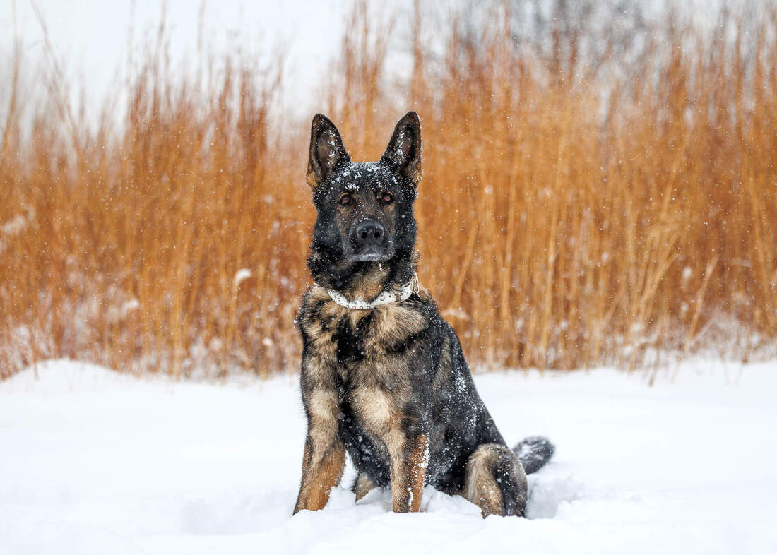 German-shepherd-sitting-in-the-snow-with-gold-grasses